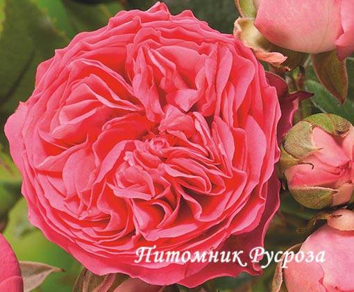 CANDY ROKOKO ШТ 90-100