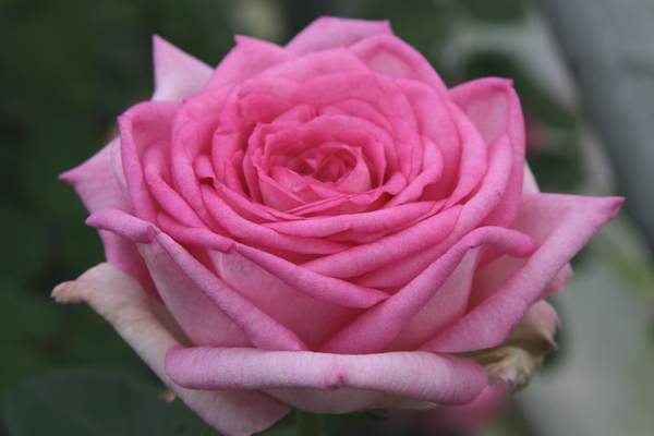 BEVERLY (KORPAUVIO) ШТ 100-110