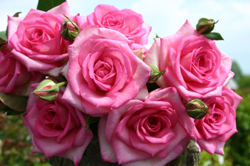 BEVERLY (KORPAUVIO) ШТ 100-110