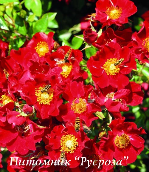 BIENENWEIDE ROT ШТ 40-50