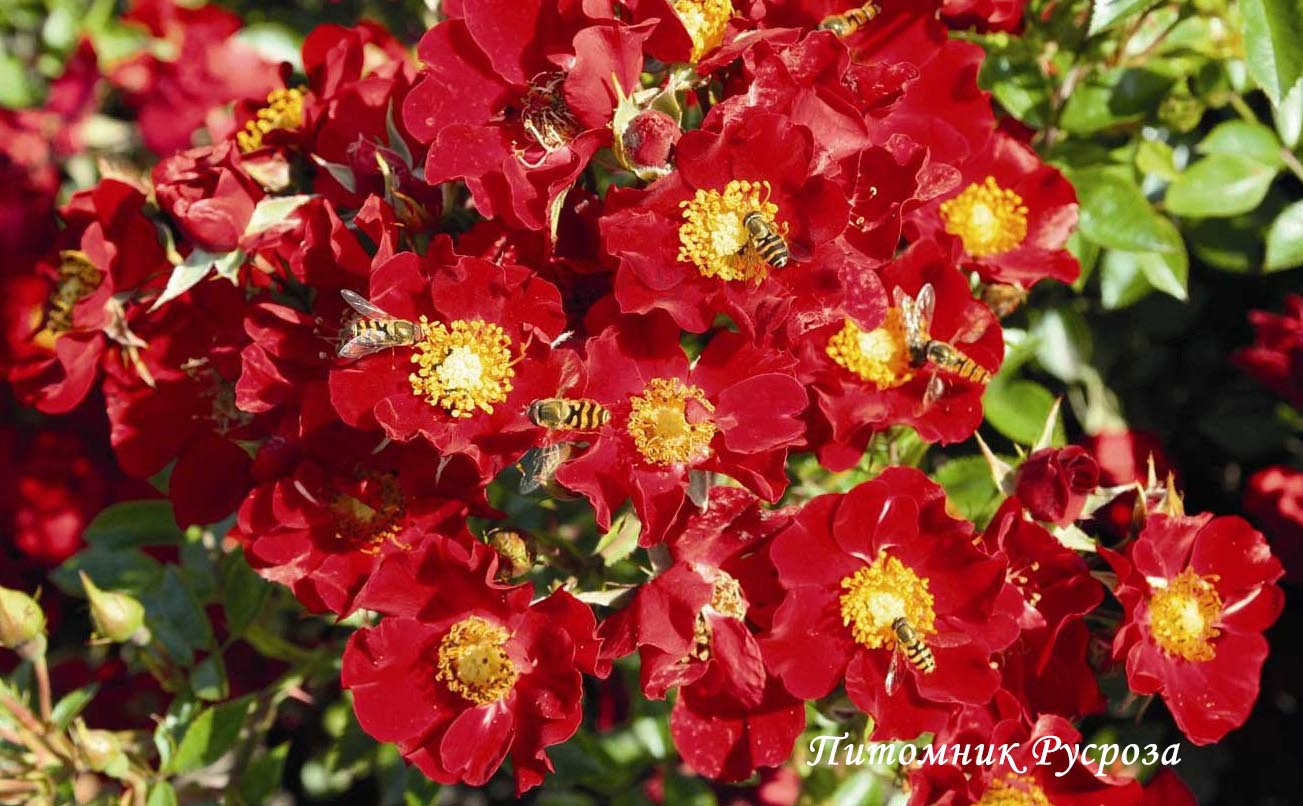 BIENENWEIDE ROT ШТ 40-50