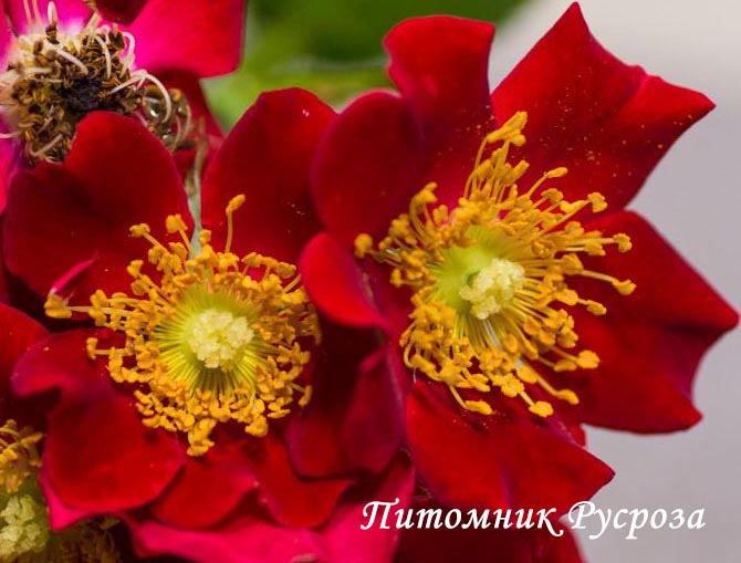 BIENENWEIDE ROT ШТ 40-50