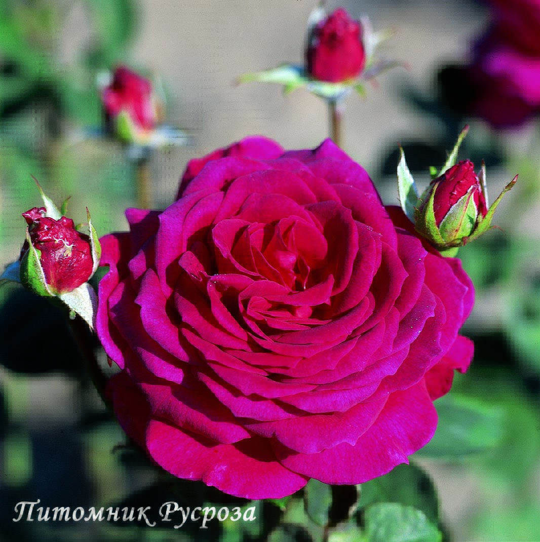 BIG PURPLE (STEBIGPU) ШТ 80-110