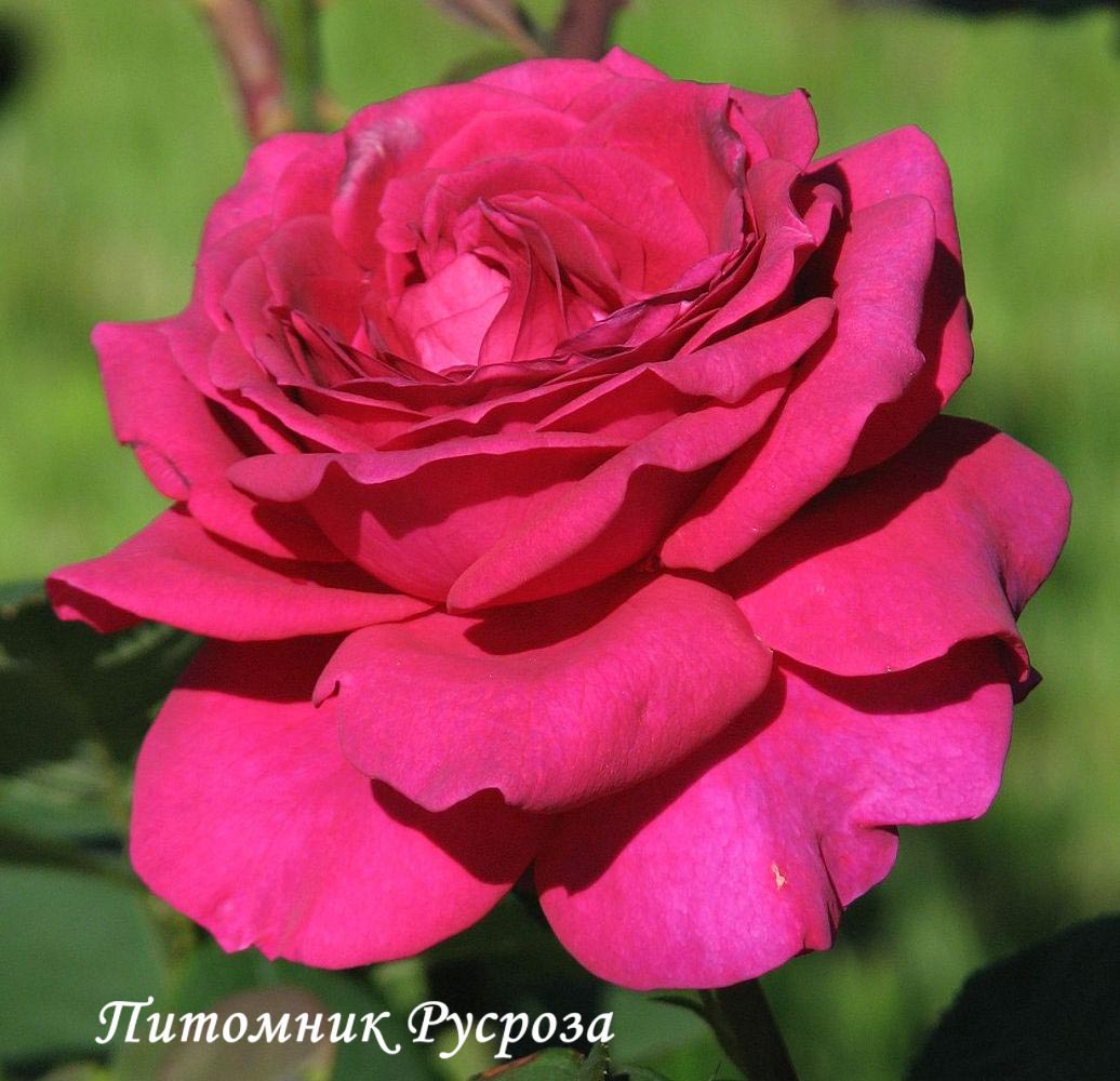BIG PURPLE (STEBIGPU) ШТ 80-110