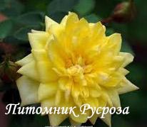 BIJOU D'OR (Goldjuwel) ШТ 45-50