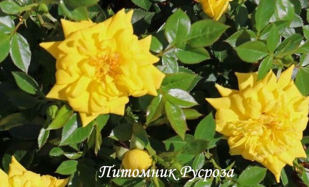 BIJOU D'OR (Goldjuwel) ШТ 45-50