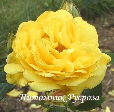 BIJOU D'OR (Goldjuwel) ШТ 45-50