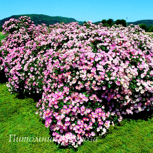BINGO MEILLANDECOR (MEIPOTAL) ШТ 110
