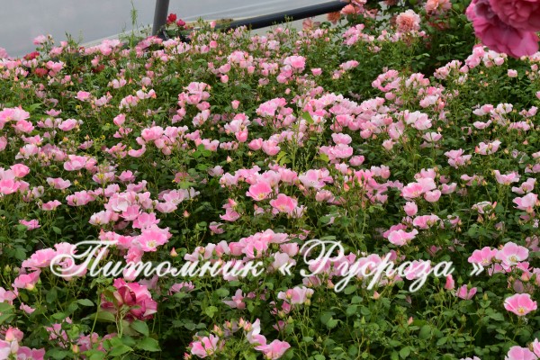 BINGO MEILLANDECOR (MEIPOTAL) ШТ 110