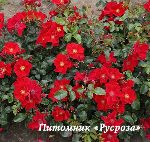 ALEXANDER VON HUMBOLDT ШТ 60