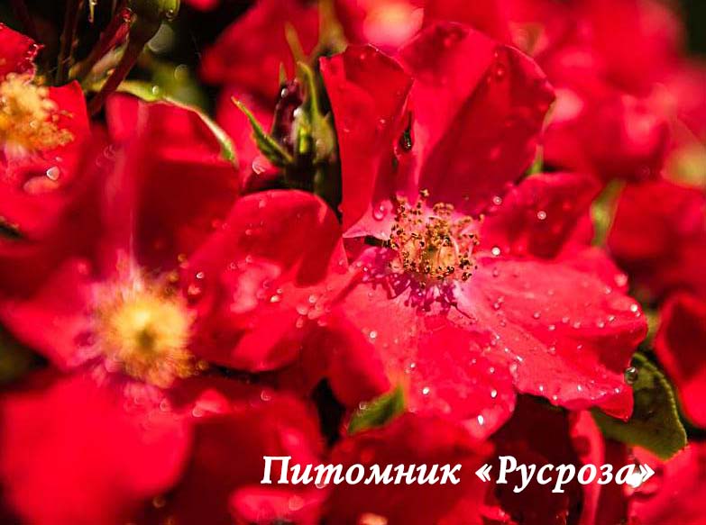 ALEXANDER VON HUMBOLDT ШТ 60