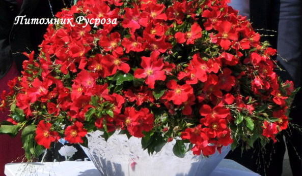 ALEXANDER VON HUMBOLDT ШТ 60