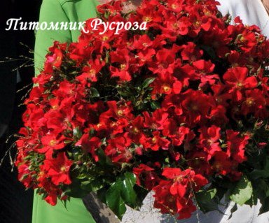 ALEXANDER VON HUMBOLDT ШТ 60