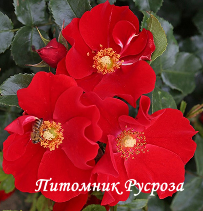 ALEXANDER VON HUMBOLDT ШТ 60