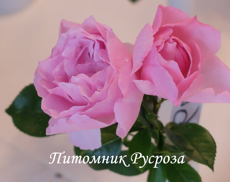 ALEXANDRA DAVID NEEL ШТ 90
