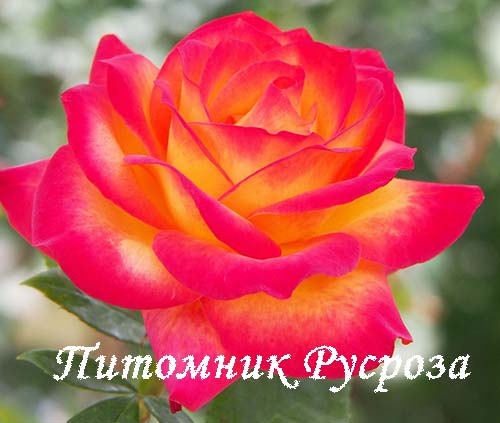 ALINKA ШТ 80-100