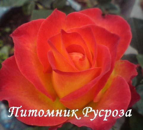 ALINKA ШТ 80-100