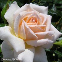 CHANDOS BEAUTY (HARMISTY)