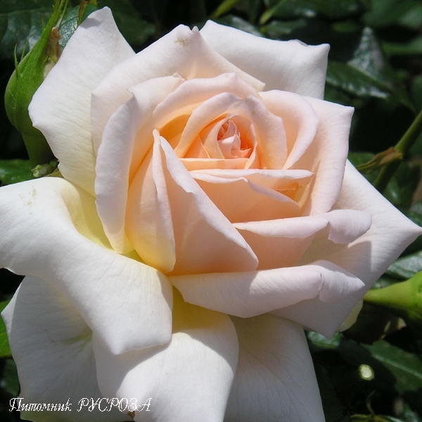 CHANDOS BEAUTY (HARMISTY)