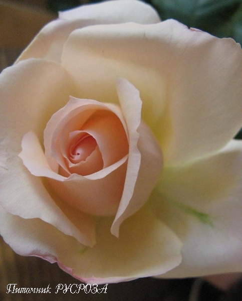 CHANDOS BEAUTY (HARMISTY)