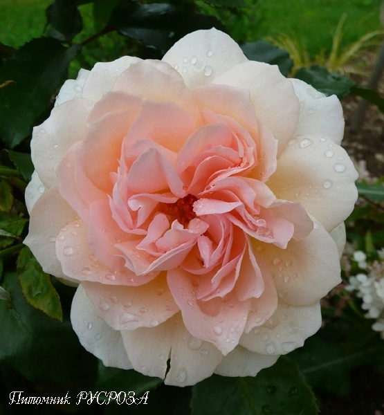 CHANDOS BEAUTY (HARMISTY)