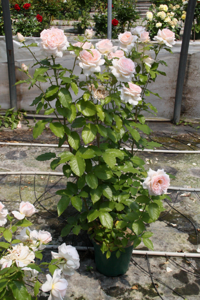 CHANDOS BEAUTY (HARMISTY)