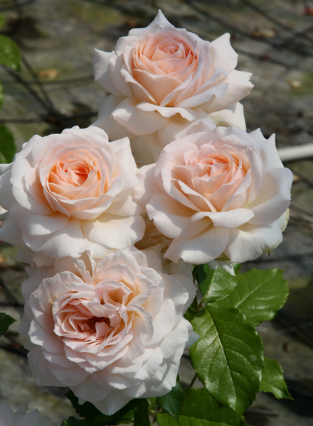 CHANDOS BEAUTY (HARMISTY)