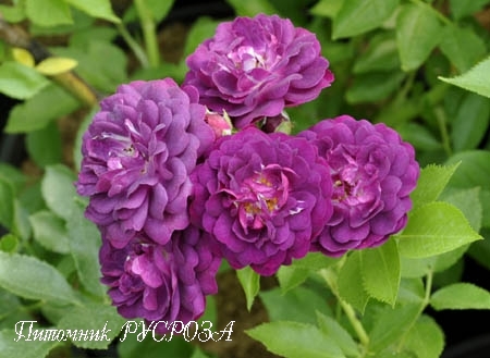 BLEU MAGENTA