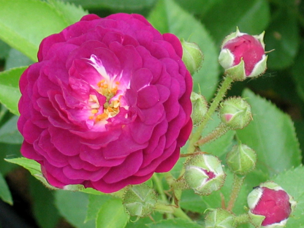 BLEU MAGENTA