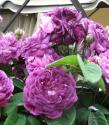 BLEU MAGENTA