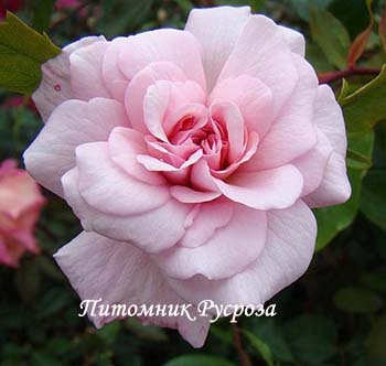 BLOOMFIELD ABUNDANCE