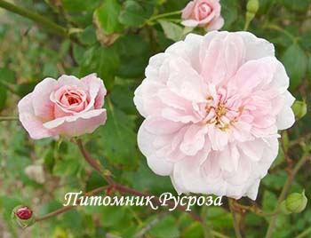 BLOOMFIELD ABUNDANCE