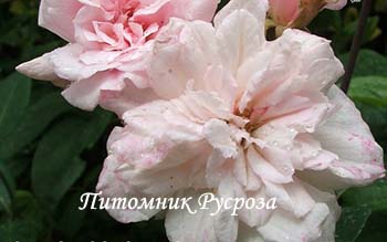 BLOOMFIELD ABUNDANCE