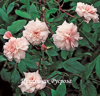 BLOOMFIELD ABUNDANCE