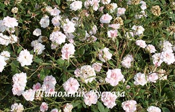 BLOOMFIELD ABUNDANCE