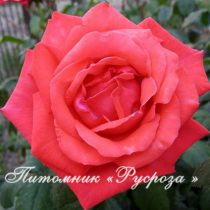 КОРАЛЛОВЫЙ СЮРПРИЗ