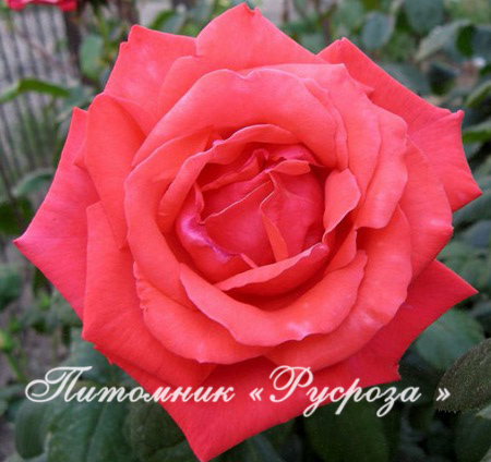 КОРАЛЛОВЫЙ СЮРПРИЗ