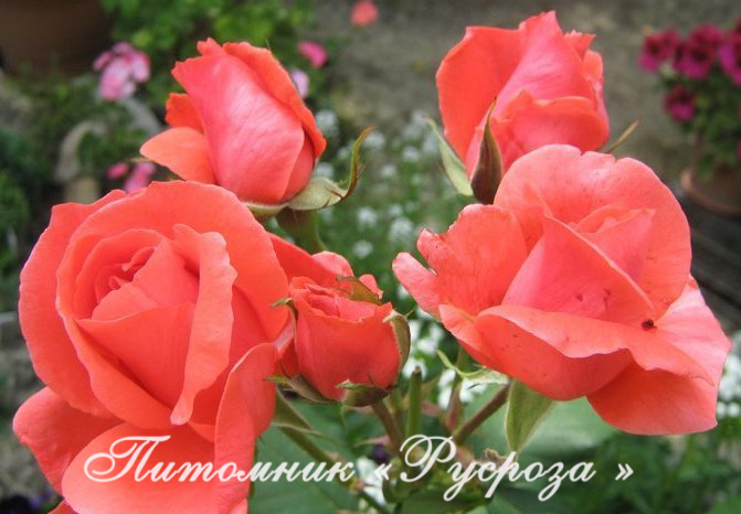 КОРАЛЛОВЫЙ СЮРПРИЗ