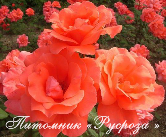 КОРАЛЛОВЫЙ СЮРПРИЗ