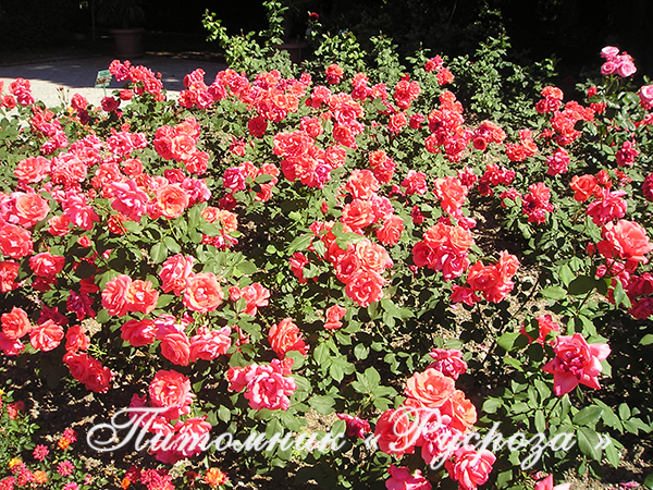 КОРАЛЛОВЫЙ СЮРПРИЗ