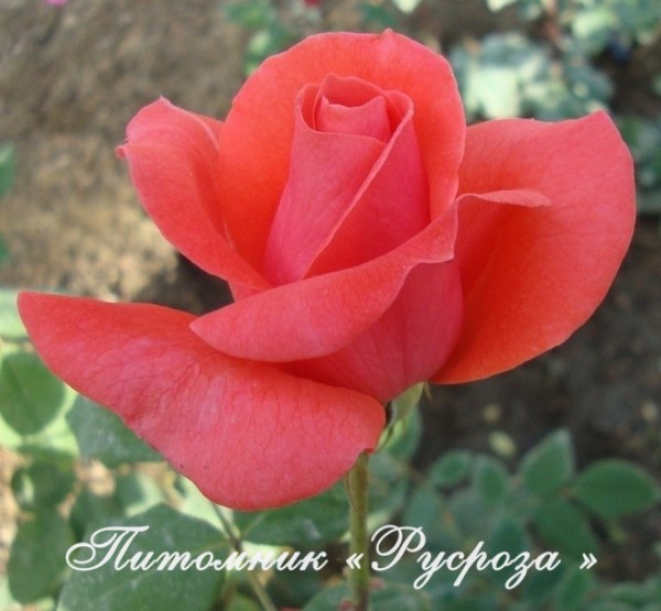 КОРАЛЛОВЫЙ СЮРПРИЗ