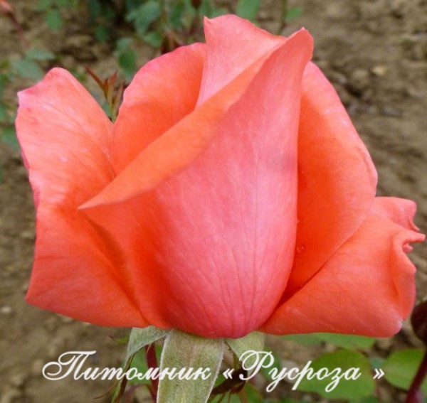 КОРАЛЛОВЫЙ СЮРПРИЗ