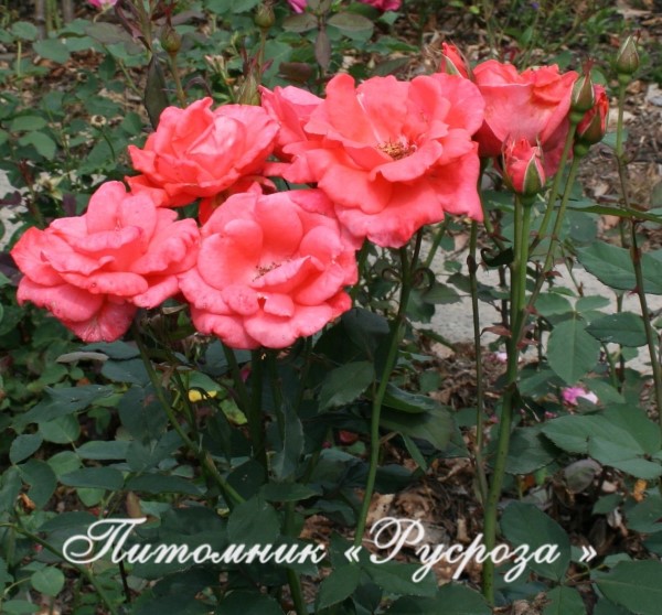 КОРАЛЛОВЫЙ СЮРПРИЗ