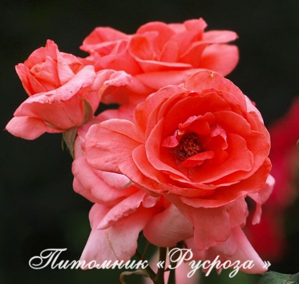 КОРАЛЛОВЫЙ СЮРПРИЗ