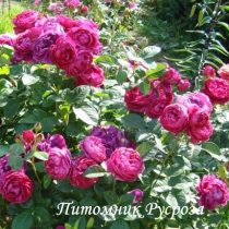 КРАСНОКАМЕНКА