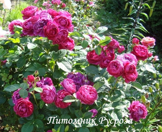 КРАСНОКАМЕНКА