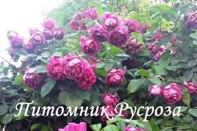 КРАСНОКАМЕНКА