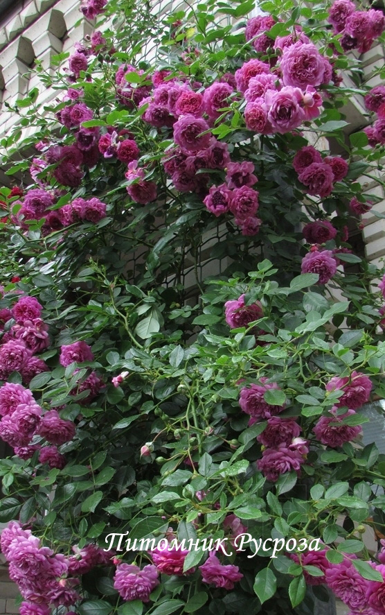 КРАСНОКАМЕНКА