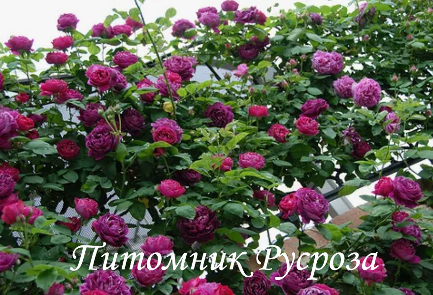 КРАСНОКАМЕНКА