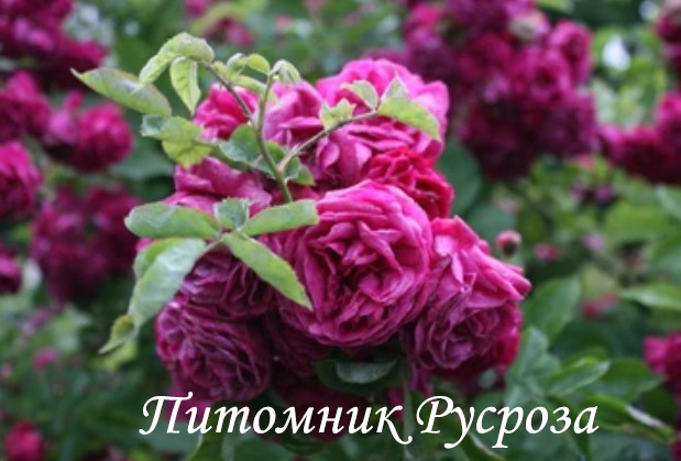 КРАСНОКАМЕНКА